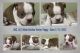 Boston Terrier Puppies for sale in New Orleans, LA 70117, USA. price: $800