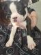 Boston Terrier Puppies for sale in 7309 Yucca Pl, San Antonio, TX 78253, USA. price: $250
