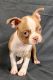 Boston Terrier Puppies for sale in Des Moines, IA, USA. price: $1,700