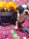 Boston Terrier Puppies for sale in Warsaw, OH 43844, USA. price: $850