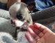 Boston Terrier Puppies for sale in Pleasanton, TX 78064, USA. price: $650