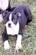 Boston Terrier Puppies for sale in Wood River, NE 68883, USA. price: $500