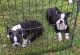 Boston Terrier Puppies for sale in Wood River, NE 68883, USA. price: $700