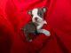 Boston Terrier Puppies for sale in Whittier, CA, USA. price: $499