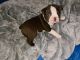Boston Terrier Puppies for sale in Miami, FL 33183, USA. price: $600