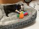 Boston Terrier Puppies for sale in Johnson City, TN, USA. price: $800