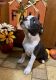 Boston Terrier Puppies for sale in Fairhaven, MA 02719, USA. price: $1,000