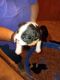 Boston Terrier Puppies for sale in Ethelsville, AL 35461, USA. price: $600