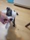 Boston Terrier Puppies for sale in Orangeburg, SC, USA. price: $800