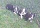 Boston Terrier Puppies for sale in Wood River, NE 68883, USA. price: $600