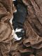 Boston Terrier Puppies for sale in Greenville, MI 48838, USA. price: $100,000