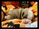 Boston Terrier Puppies for sale in Prescott, AR 71857, USA. price: $1,000