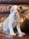 Boston Terrier Puppies for sale in Ventura County, CA, USA. price: $1,000