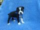 Boston Terrier Puppies for sale in Hacienda Heights, CA, USA. price: $699