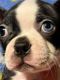 Boston Terrier Puppies for sale in Schaghticoke, NY 12154, USA. price: $1,800