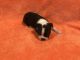 Boston Terrier Puppies for sale in Cleveland, TX, USA. price: $700