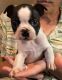 Boston Terrier Puppies for sale in Kendallville, IN 46755, USA. price: $600