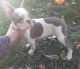 Boston Terrier Puppies for sale in Kane, IL 62054, USA. price: $1,000