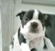 Boston Terrier Puppies for sale in Lahaina, HI 96761, USA. price: $300