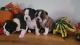 Boston Terrier Puppies for sale in Magnolia, TX, USA. price: $1,750