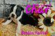 Boston Terrier Puppies for sale in Barnett, MO 65011, USA. price: $1,200