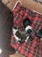Boston Terrier Puppies for sale in Carrollton, GA, USA. price: $600