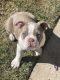 Boston Terrier Puppies for sale in Ventura County, CA, USA. price: $900