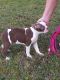 Boston Terrier Puppies for sale in Kane, IL 62054, USA. price: $1,000