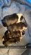 Boston Terrier Puppies for sale in Gardner, ND 58036, USA. price: $1,200