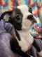 Boston Terrier Puppies for sale in 21149 Hobson Rd SE, Yelm, WA 98597, USA. price: $1,000