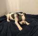 Boston Terrier Puppies for sale in Cave City, KY 42127, USA. price: $425
