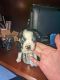 Boston Terrier Puppies for sale in Carrollton, GA, USA. price: $600,750