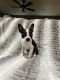 Boston Terrier Puppies for sale in Conroe, TX, USA. price: $500