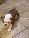 Boston Terrier Puppies for sale in Mobile, AL, USA. price: NA