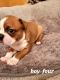 Boston Terrier Puppies for sale in Walhalla, SC, USA. price: $600