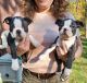 Boston Terrier Puppies for sale in Ann Arbor, MI, USA. price: $1,600