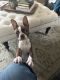 Boston Terrier Puppies for sale in Topeka, KS, USA. price: NA