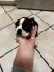 Boston Terrier Puppies for sale in Crestview, FL, USA. price: $600