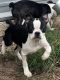 Boston Terrier Puppies for sale in Hattiesburg, MS, USA. price: $400
