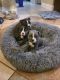 Boston Terrier Puppies for sale in Ashland City, TN 37015, USA. price: NA