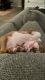 Boston Terrier Puppies for sale in Peoria, AZ 85383, USA. price: NA