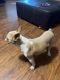 Boston Terrier Puppies for sale in Austin Metropolitan Area, TX, USA. price: $300