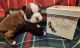 Boston Terrier Puppies for sale in Waxahachie, TX, USA. price: $1,500