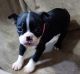 Boston Terrier Puppies for sale in Louisville, KY, USA. price: $350