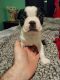 Boston Terrier Puppies for sale in London, OH 43140, USA. price: $500