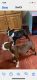 Boston Terrier Puppies for sale in McHenry, IL, USA. price: $800