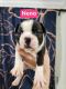 Boston Terrier Puppies for sale in Leesville, LA 71446, USA. price: $650