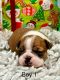 Boston Terrier Puppies for sale in Chehalis, WA 98532, USA. price: $1,200