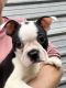 Boston Terrier Puppies for sale in Hattiesburg, MS, USA. price: NA