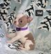 Boston Terrier Puppies for sale in Mineral Wells, WV 26150, USA. price: $1,500